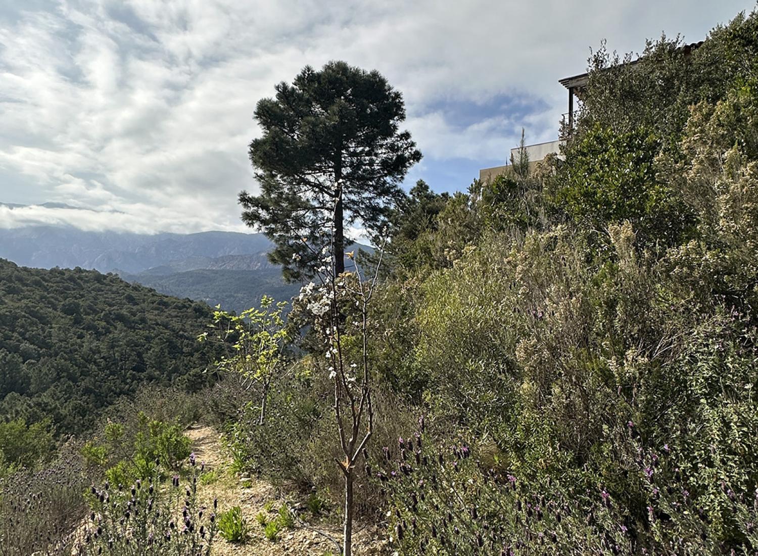 Villa Nature - Espaces extérieurs - Paysage corse